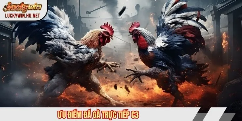 Ưu điểm đá gà trực tiếp c3